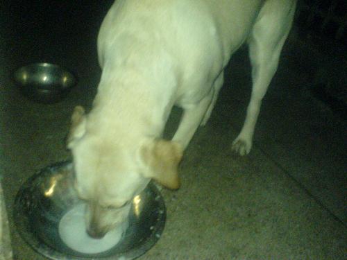 hey - drinking milk?