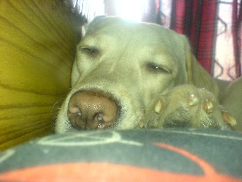 cute dog . so cute pic - cute dog . so cute pic She is so cute & stuff. I wish that Everbody could cuddle her