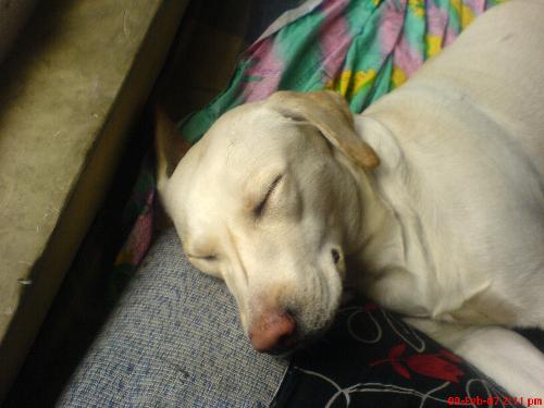 such a cute dog - such a cute dog she ius. sleeping with her eyes closed on the bed . with tightened eye.