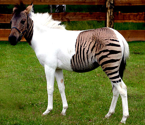 Zorse A horse - zebra cross bred. - The one-year-old zorse was the accidental product of a holiday romance when her mother, Eclipse, was taken from her German safari park home to a ranch in Italy for a brief spell.  There she was able to roam freely with other horses and a number of zebras, including one called Ulysses who took a fancy to her.  When Eclipse returned home, she surprised her keepers by giving birth to the baby zorse whose mixed markings betray her colourful parentage.