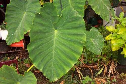 elephant ears - Beautiful elephant ears that are growing outside our house