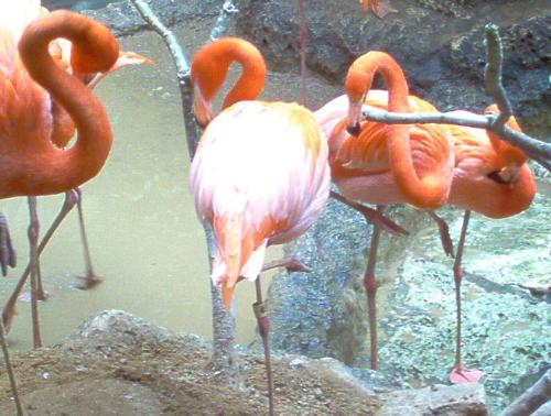 birds - birds at the aquriqm in texas