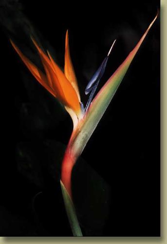 Byrd Of Paradise - The Byrd of Paradise is a beautiful, unique flower that makes me feel happy. It takes me to a place that most things can't. It is my favorite flower, what is yours? Byrd Of Paradise - The Byrd of Paradise is a beautiful, unique flower that makes me feel happy. It takes me to a place that most things can't. It is my favorite flower, what is yours?