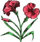 Carnation bunch - Beautiful Carnations