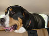 big dog  - big dog washes the dishes by licking them dry