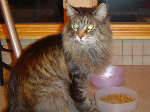 MaineCoon Cat 'Kris' - This is my beloved 13 yr old cat Kris... got him as a kitten, and he was my number one companion through all sorts of stuff: kids, divorce, illness, you name it.  Just lost him recently.