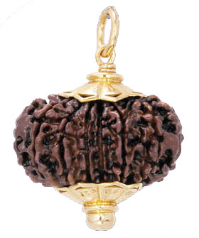 Rudraksh - Rudraksh : The tear drop of Lord Shiva that fell on earth are original vedic Beads of Power, worn by people of Hindu religion since ancient time to maintain Health, wealth, Self empowerment & feerless life on their pathway to enlightment & liberation.