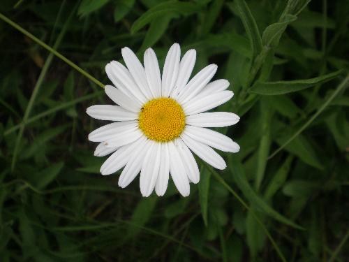 a flower - playing with macro