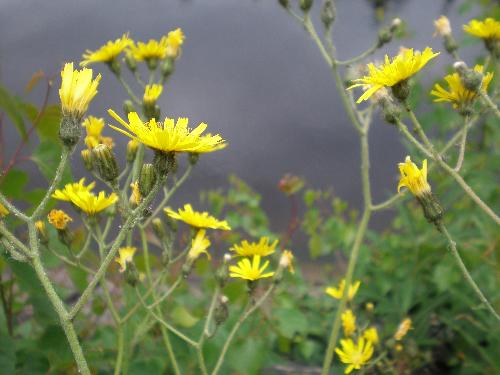 flowers - flowers by the lake