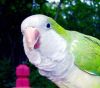 bird - pretty bird bird - pretty bird