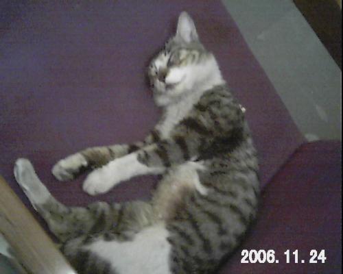 Sleep sweet slumber - Cat sleeping on my couch.