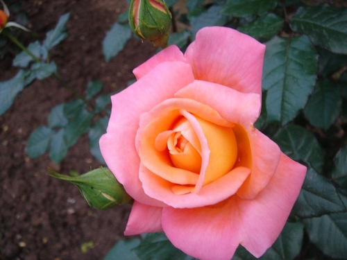 A Beautiful Rose - A Rose is the most beautiful flower on this planet.