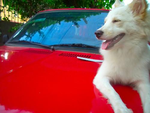 My dog on top of my dad's car - I did a sort of photo shoot for my dog. I chose the hood of my dad's car because it's red, and my dog's color is white with a little bit of brown. Her name is Booboo, and she's now 8 months old.