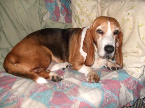 The bad, baaad, Basset Hound, our Princess Woo, in - Smedley&#039;s Silly Sophie Bear is her AKC name, but we just call her Sophie, or Princess Woo.