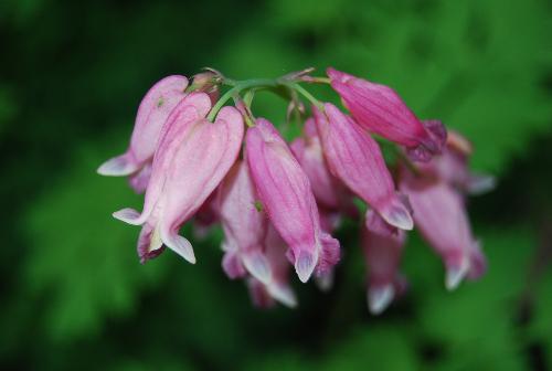 Gardening/Photography - This picture goes to show 2 of my favorite things at once :   Flowers Photography