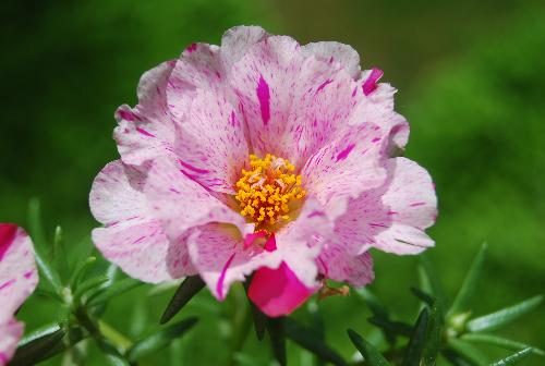 Nature - Another one of my fav pics that i took