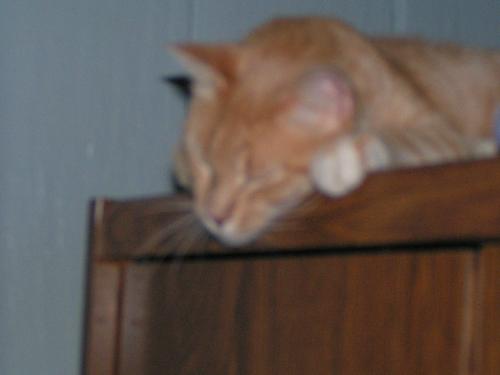 Buddy, the great sleeper. - My year-old male cat likes to sleep all over the house. I have found him everywhere from the floor to the tops of the highest cabinets.