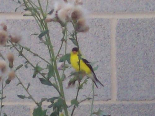American Gold Finch - I captured this from my driveway. He actually looked up at me when the camera went off. I&#039;ve loved finches for a long time, but have only seen these beauties a few times close up and never had a camera on me! I&#039;m so glad to have gotten this!