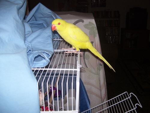 Chiquita - This is my bird Chiquita.