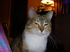 Maya  - The face of feline irritable bowel syndrome?