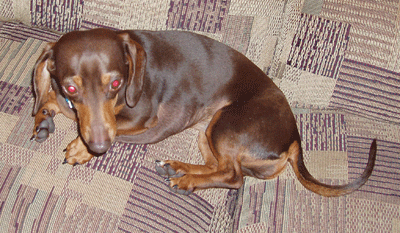 Roxy the doxy - a pic of our puppy, Roxy