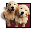 cute dogs - two very cute dogs