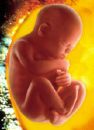 foetus - an unborn child can be an angel in disguise. worry not when lost..