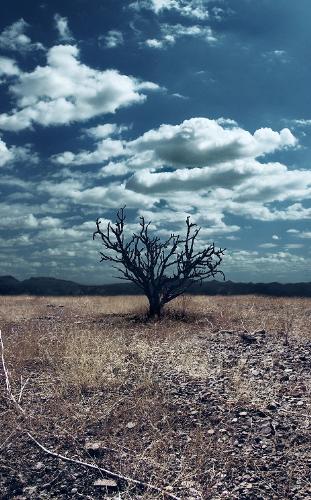 dry nature - symbollic of nature mystery love hate all