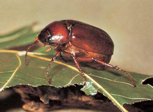 June Bugs - A photo of a June Bug.