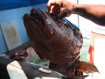 Fishhead - I ate the sashimi at San Jose