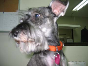 Doggy - This is a dog belonging to an ex-colleague.