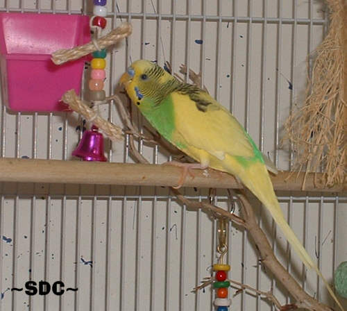 Parakeet - Summer playing - Summer my budgie/parakeet playing with a toy I made for him.