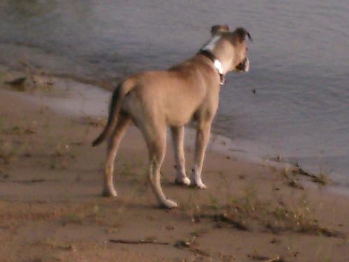 Lucy - Our little Lucy having fun at the beach.