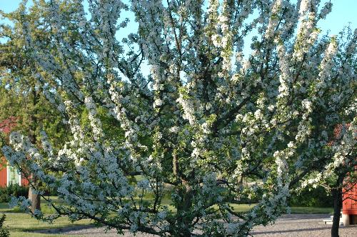 appel tre in flowers - apeltre in flowers appel tre in flowers - apeltre in flowers