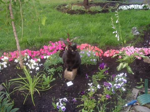 my beautiful Baghera in the front garden - We had Baghera for 6 years. I had taken her from a cat shelter. She had been abused by her previous owner and her throat was damaged because of that. It gave her a strange meow. She was very affectionate. She was most probably poison by a neighbour and died of renal failure. I miss her terribly.