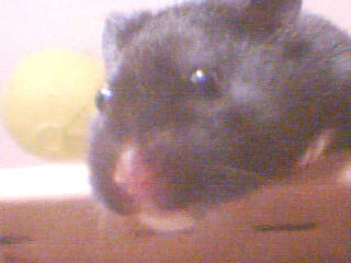 Marge - My hamster