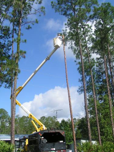 Worker cutting down a dead tree. - When the electric company came to top off a dead tree threatening our power line, I had to run for my camera. It was fascinating to watch the man work the 'cherry picker' and cutting the tree.