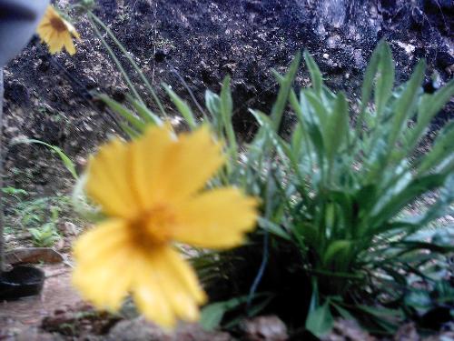 Flower in my garden - This is a flower in my garden.