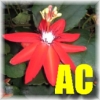 My Avatar at AssociatedContent.Com - Please, give a view on my profile; read, comment, or rate my articles at AC! http://www.associatedcontent.com/user/81325/ag_sukandar.html