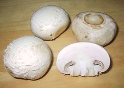 Mushroom - Edible Mushroom, Mushroom, 