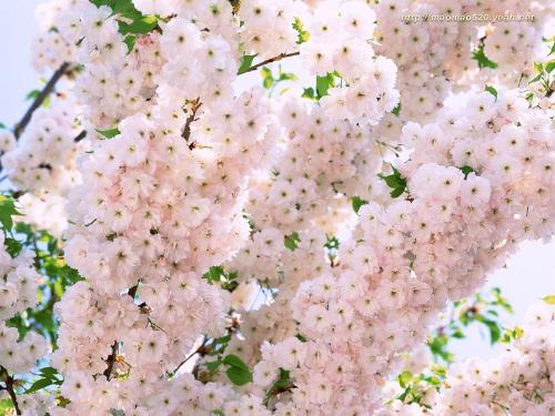 flowers - it is so beautiful,will you love it?