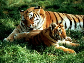 tiger - i love tigers