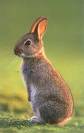 rabit - do u like rabbit???????????