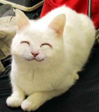 Cat Smile - Isn't it cute?