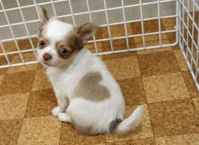 heart birthmark - cute dog