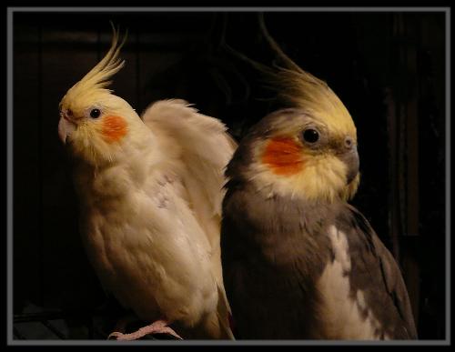 Our pet birds - Our pet birds, petry and scruffy.