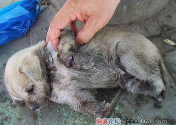 a puppy - a puppy's feet were cruelly cut off