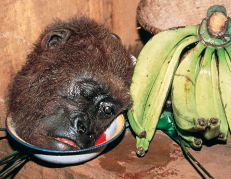 Poaching the endangered species - Gorillas are getting etinct Poaching the endangered species - Gorillas are getting etinct