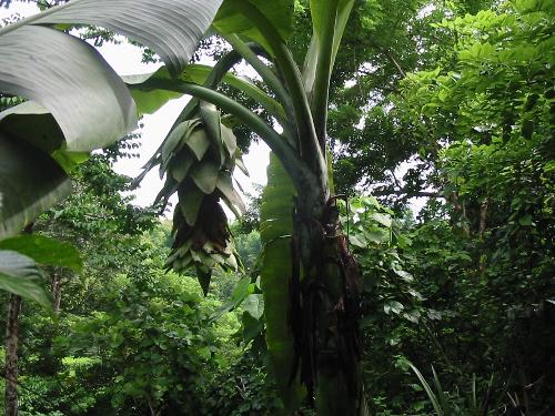 wonder saging - this is a banana in antique, philippines particularly in the town of san remigio where i found weird. just want to know if this kind of banana also exist in other countries..