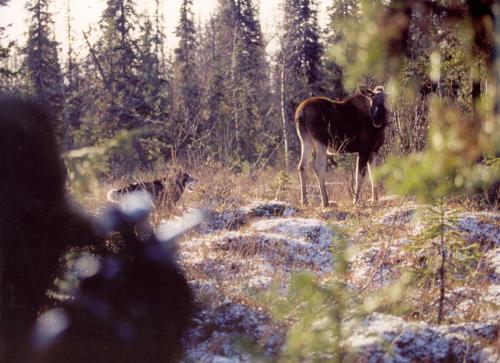 Dog huntig elk - My dog huntig elk